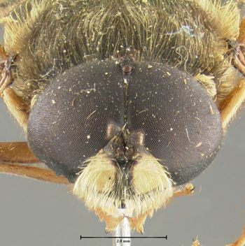 Media type: image;   Entomology 12547 Aspect: head frontal view